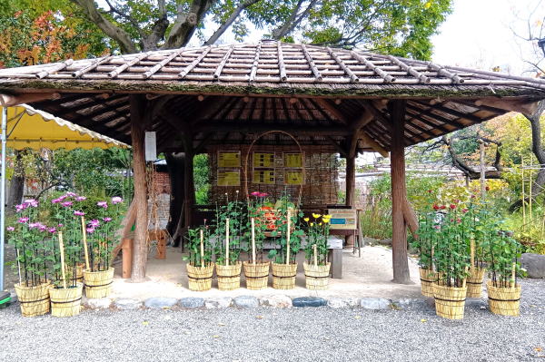向島百花園の四阿と菊祭りの花々