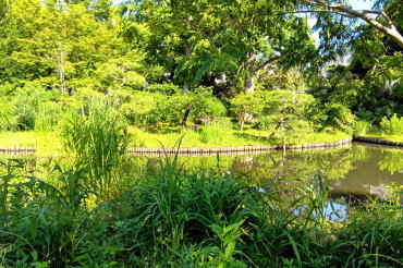 向島百花園の池の周辺です。